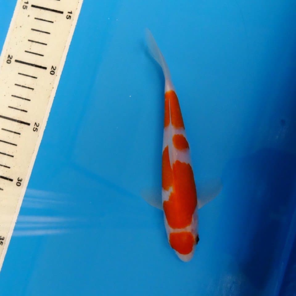 Kohaku maruten alusss SQ