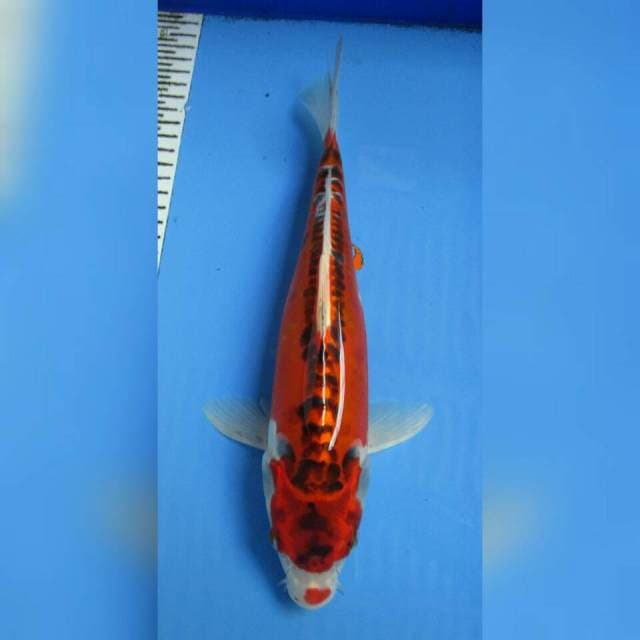 KUJAKU KUCIBENI 32CM