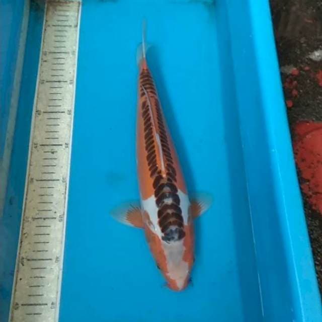 Hana shusui 36cm F1