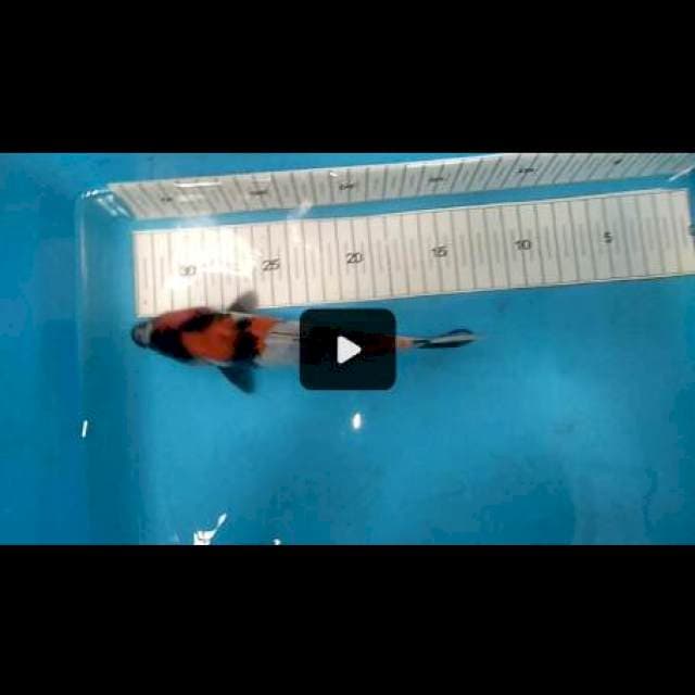 Showa 21 cm