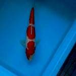 KOHAKU 28 CM