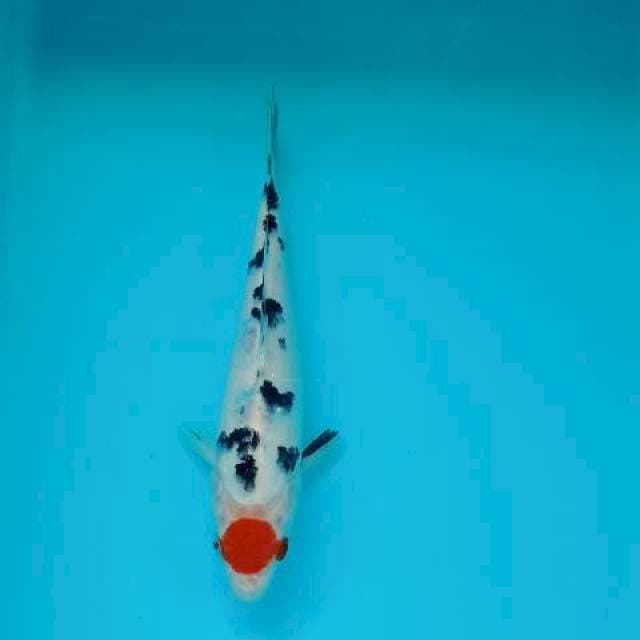 TANCHO SANKE 23 CM