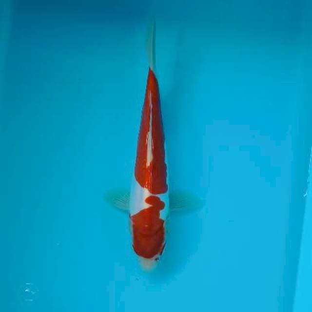 KOHAKU DOITSU 23 CM