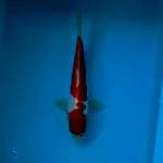 KOHAKU DOITSU 23 CM