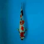 SHOWA KINDAY 36 CM 