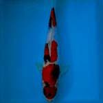 MARUTEN SHOWA 34 CM