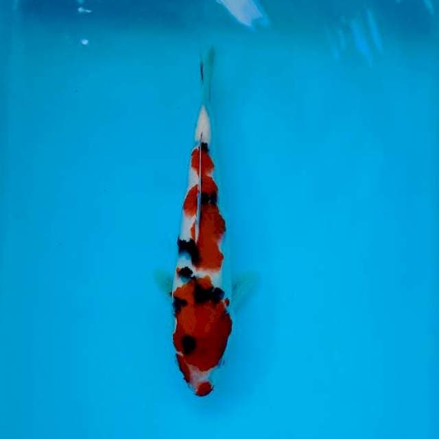 SANKE 25 CM