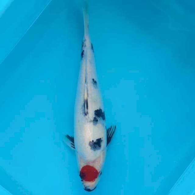 TANCHO SHOWA 30 CM