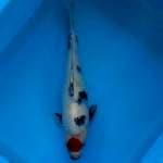 TANCHO SHOWA 30 CM