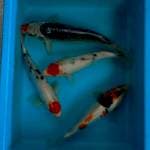 MIX KOI 29 - 31 CM
