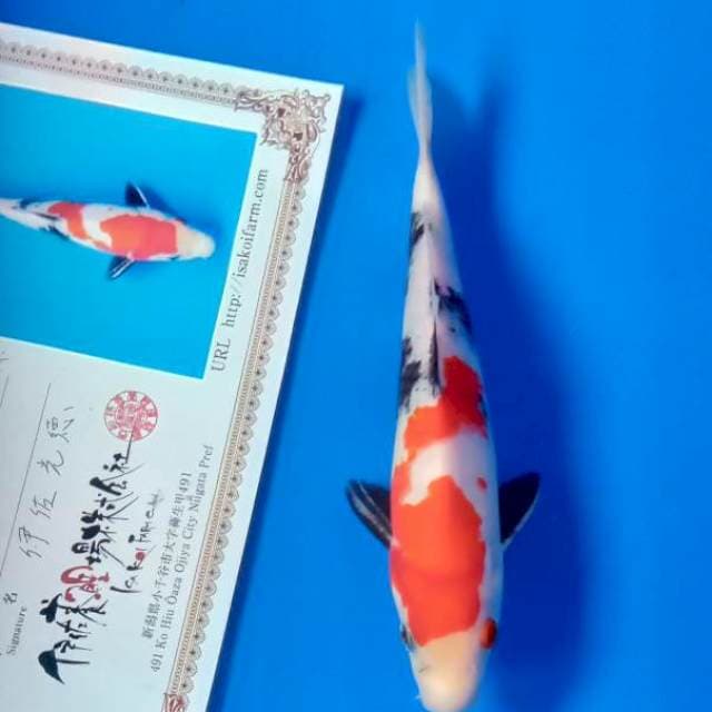Showa import isa farm 