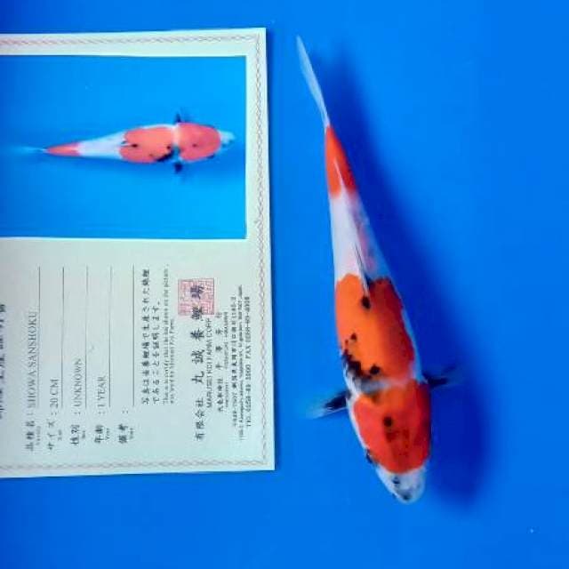 Showa import serty marusei