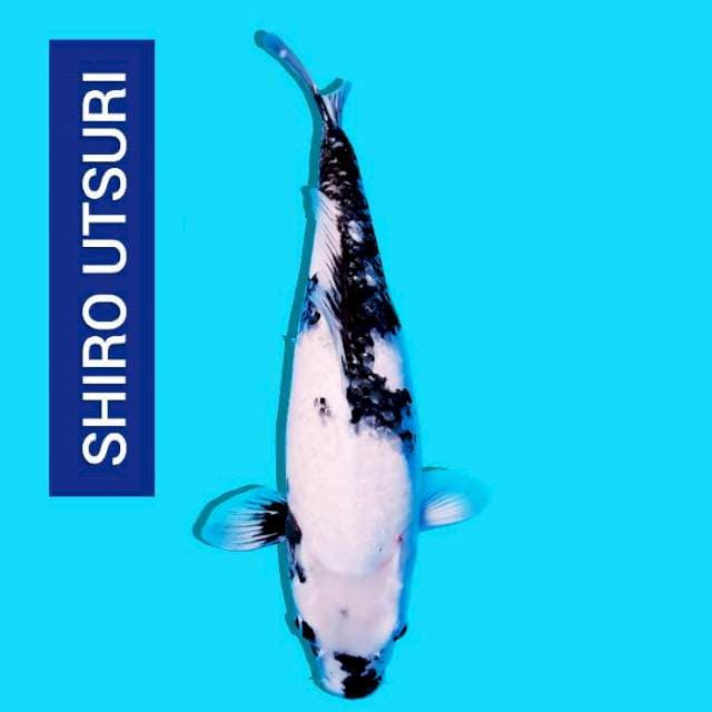 Shiro utsuri super white