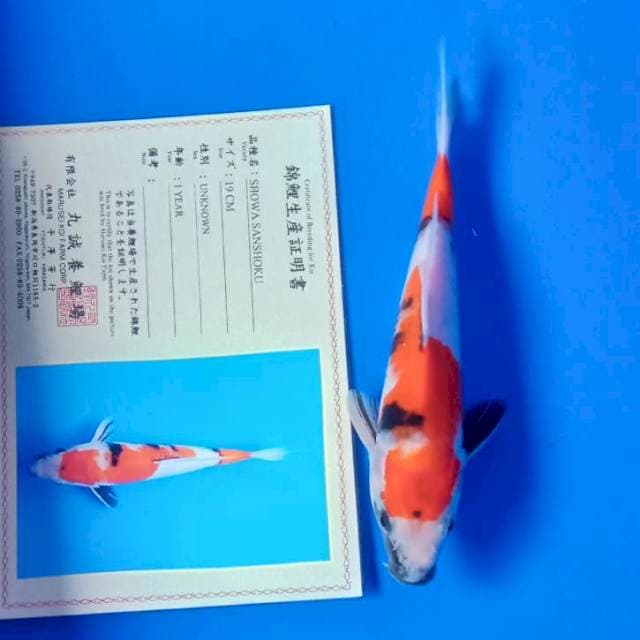 Showa import marusei serty