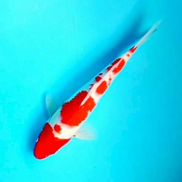 Kohaku*30cm