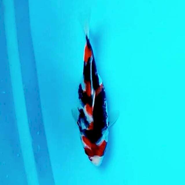 Showa*25cm