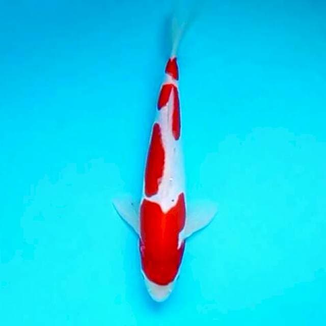 Kohaku*25cm