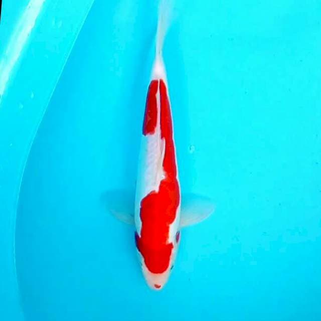Kohaku*29cm