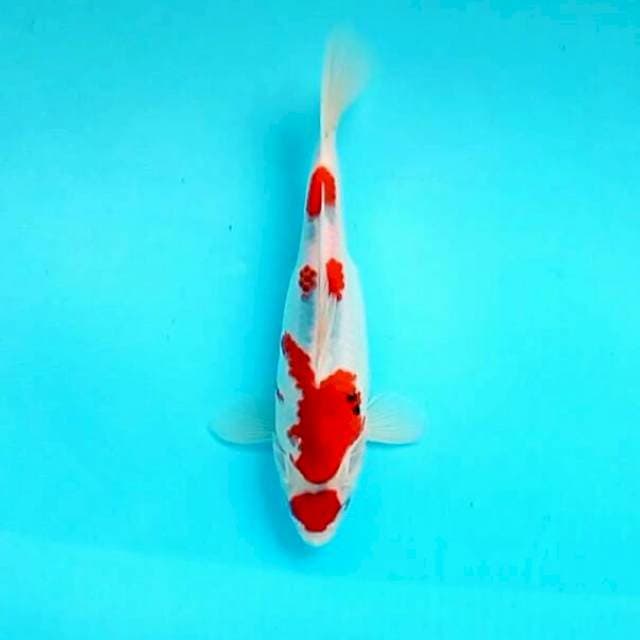 Sanke maruten tategoi*28cm