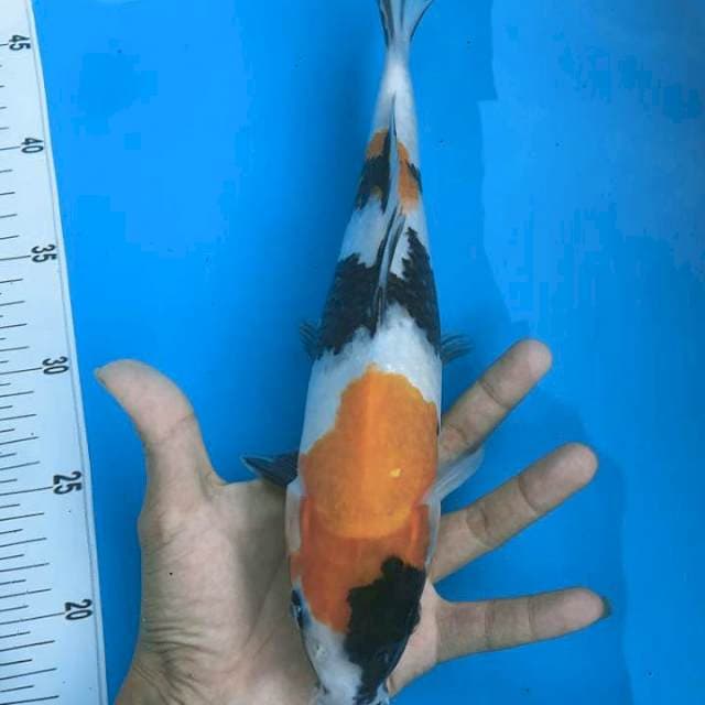 Showa 30cm