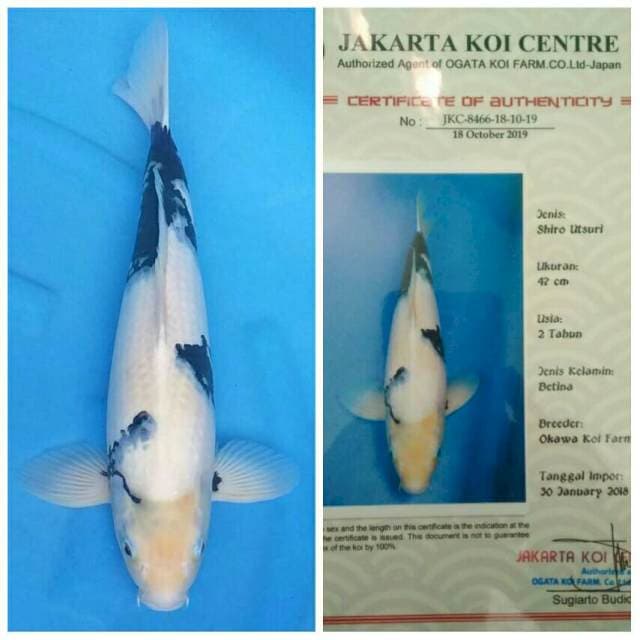 Okawa Jumbo Male Shiro ..!!