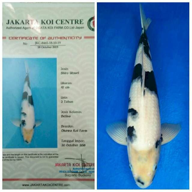 Okawa Jumbo Male Shiro ..!!