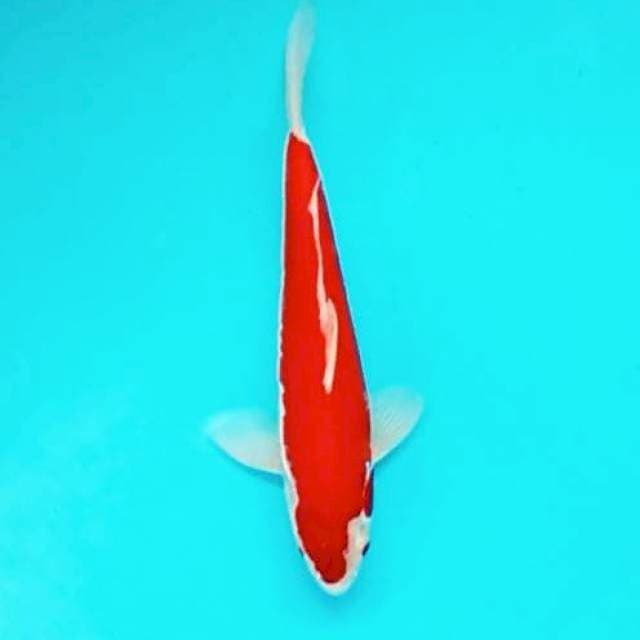 Doitsu Kohaku || 26 cm