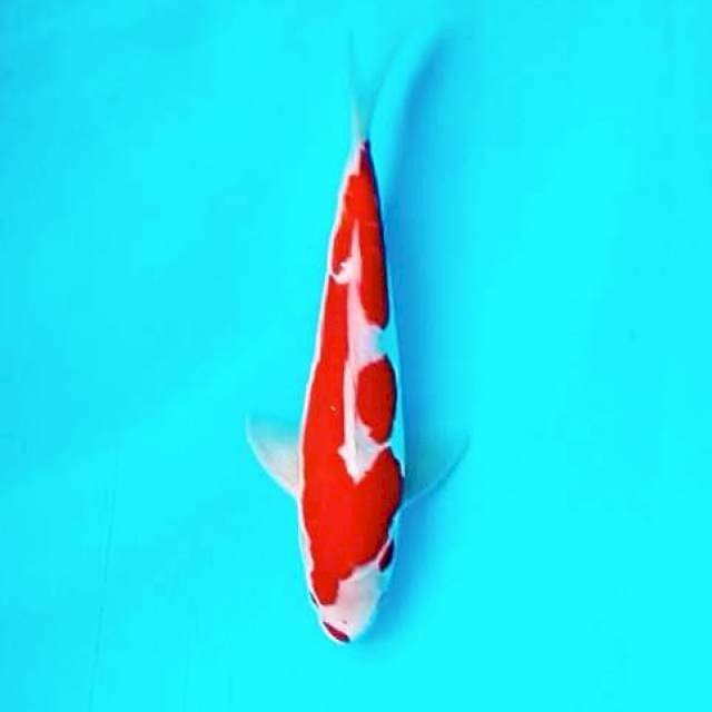 Kucibeni Doitsu Kohaku || 26 cm