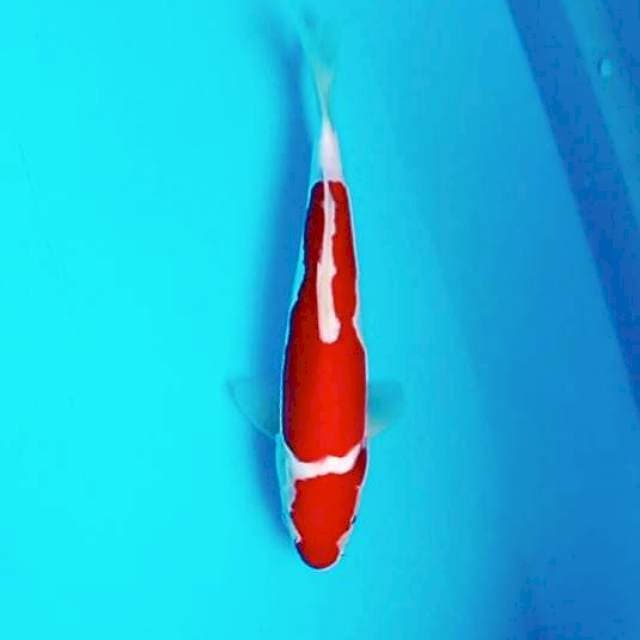 Doitsu Kohaku 2 Step || 27 cm