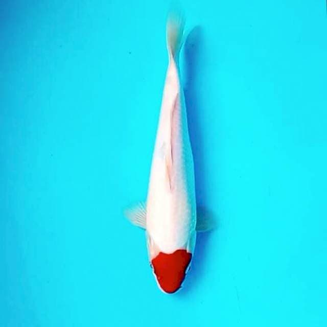 Tancho Original || 30 cm