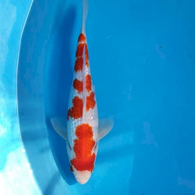 Kohaku ginrin SQ