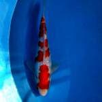 Kohaku ginrin SQ