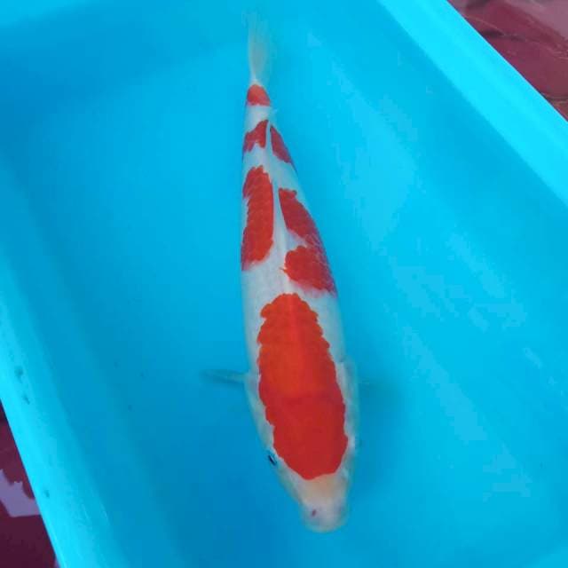 Kohaku original 30cm