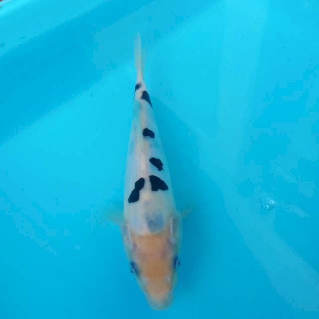 Bekko f1 17cm