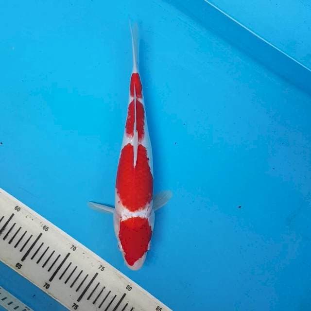 KOHAKU 4 STEP 40BU
