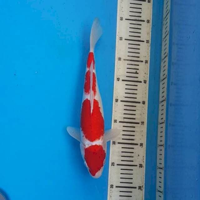 KOHAKU 4 STEP 40BU