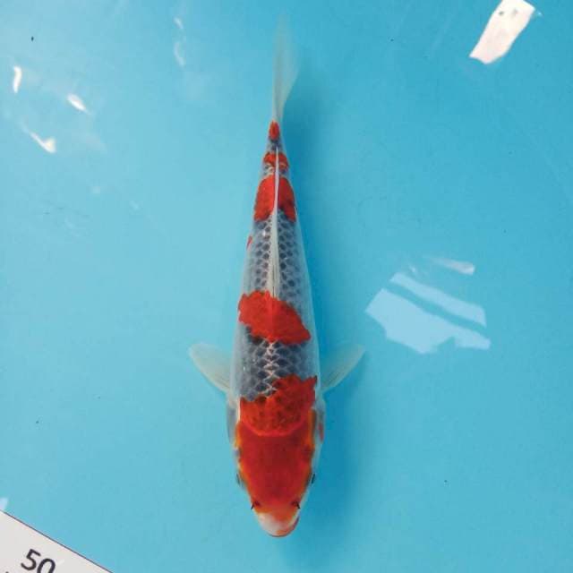 Goshiki 24cm