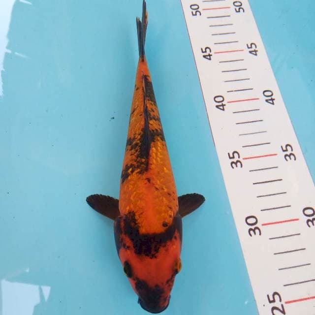 Hi utsuri 24cm