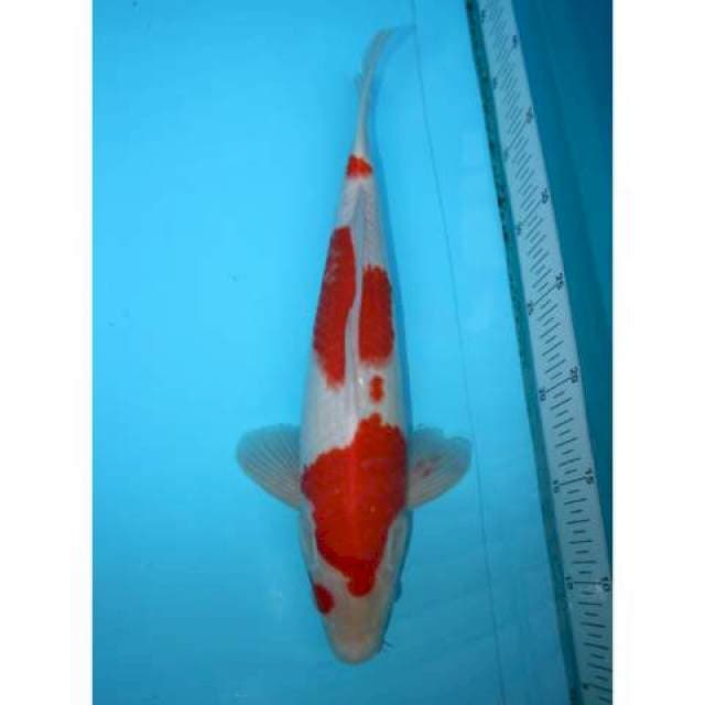KOHAKU 35 CM FEMALE