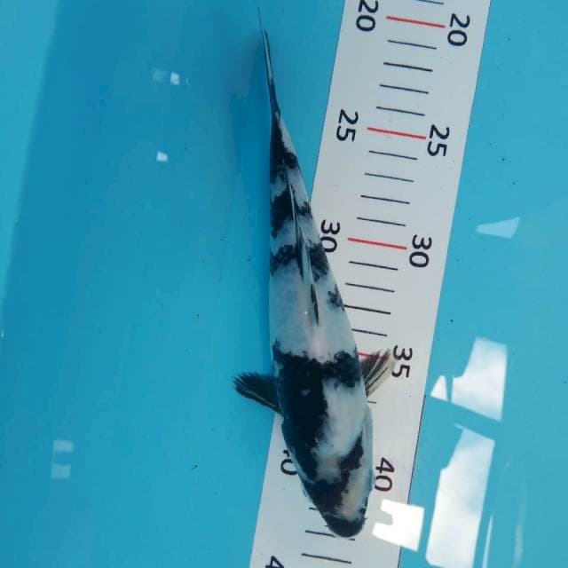 Shiro 23cm