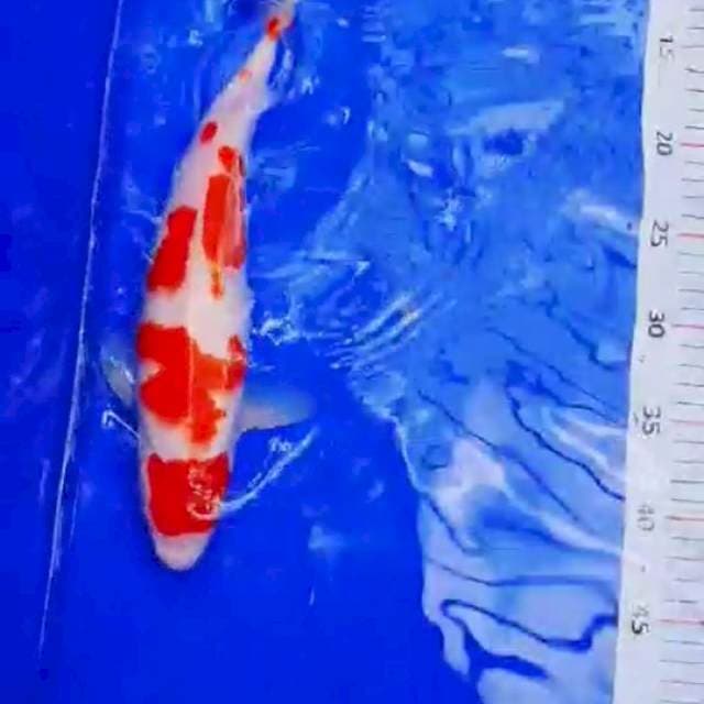 Kohaku 35bu