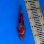 Original kohaku HQ 19cm