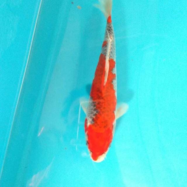 Goshiki strong 28cm