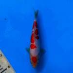 Original maruten kohaku HQ 21cm