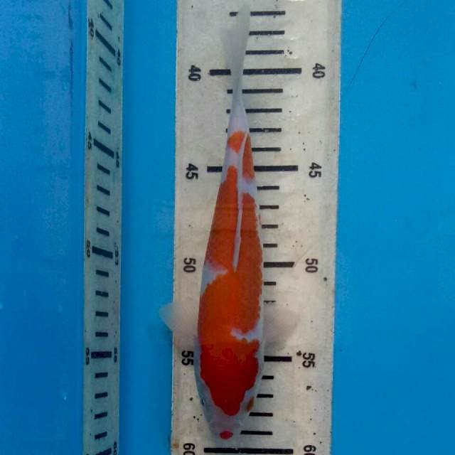 Original inazuma kohaku 21cm
