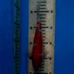 Original inazuma kohaku 21cm