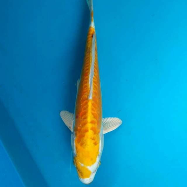 Hariwake 26