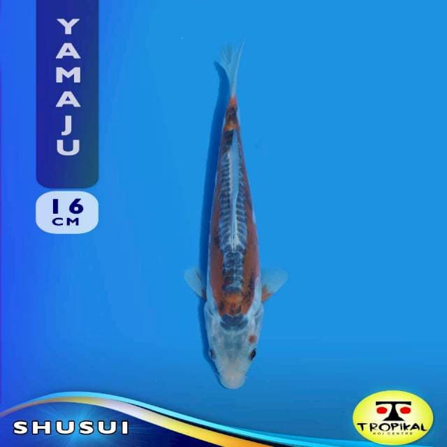 Shusui (Yamaju Farm) 16cm. Import & Sertifikat