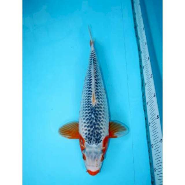 NARUMI ASAGI 38 CM FEMALE