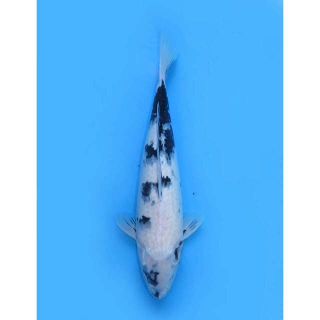 Shiro Utsuri Putih F1, 40cm